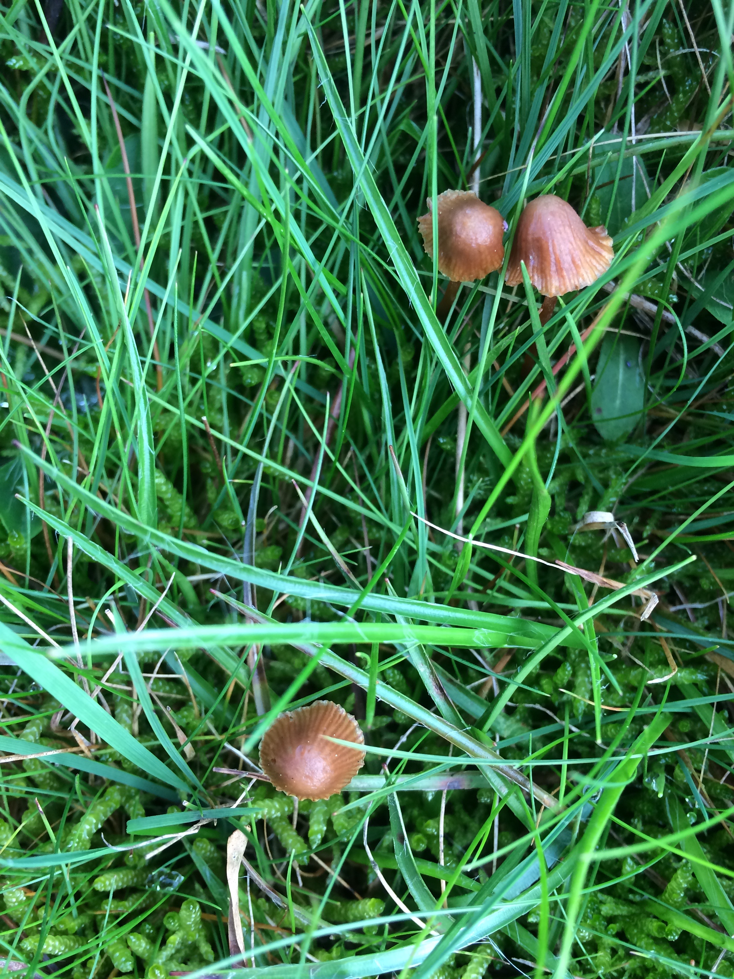 Conocybe siligineoides